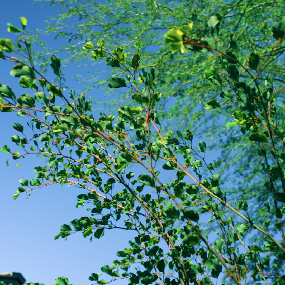 Nopal No. 5 — Perfection